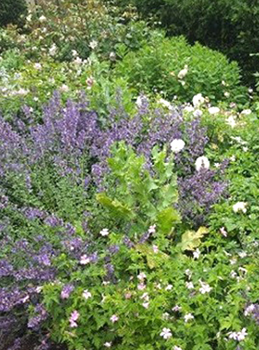 Designing Dream Gardens